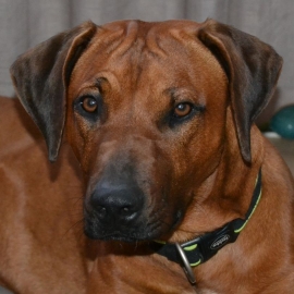 Chiens et animaux domestiques