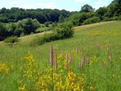 La nature dans l'environnement immédiat Walsheim